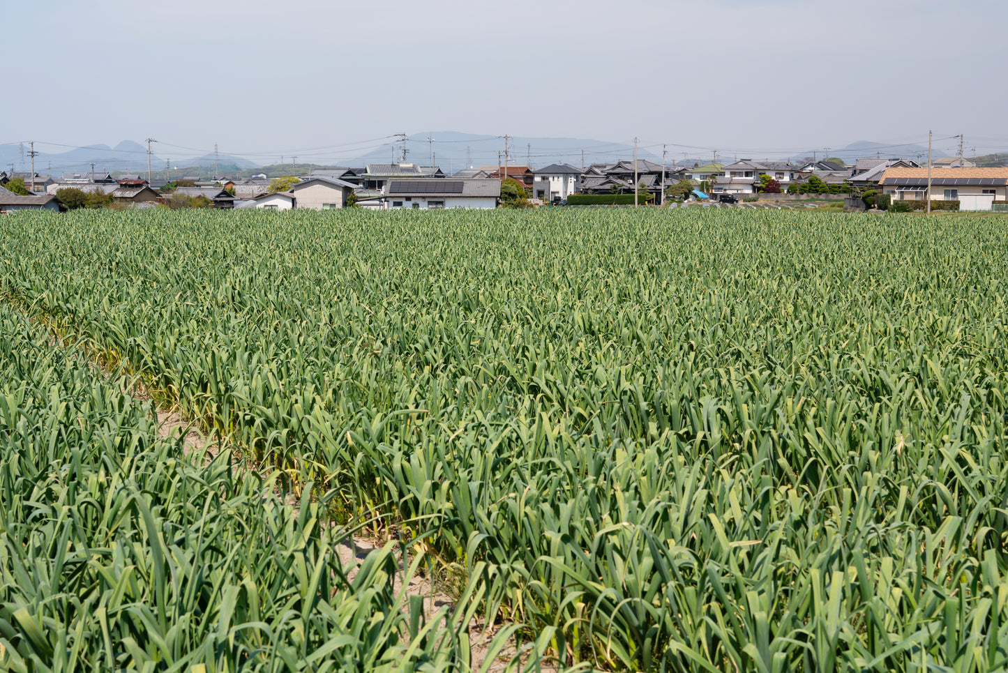 種子用ニンニク 上海早生系 (ホール/10kg単位)※今期の販売は終了しました
