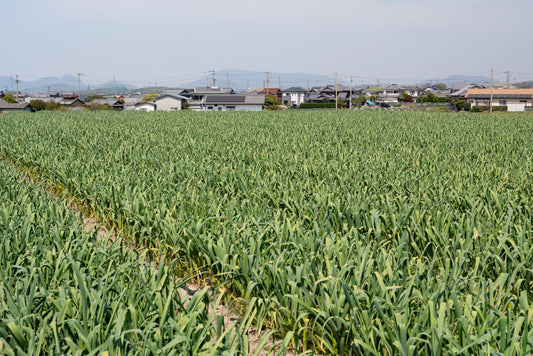 種子用ニンニク(中国産) お試し栽培キット ※今期の販売は終了しました