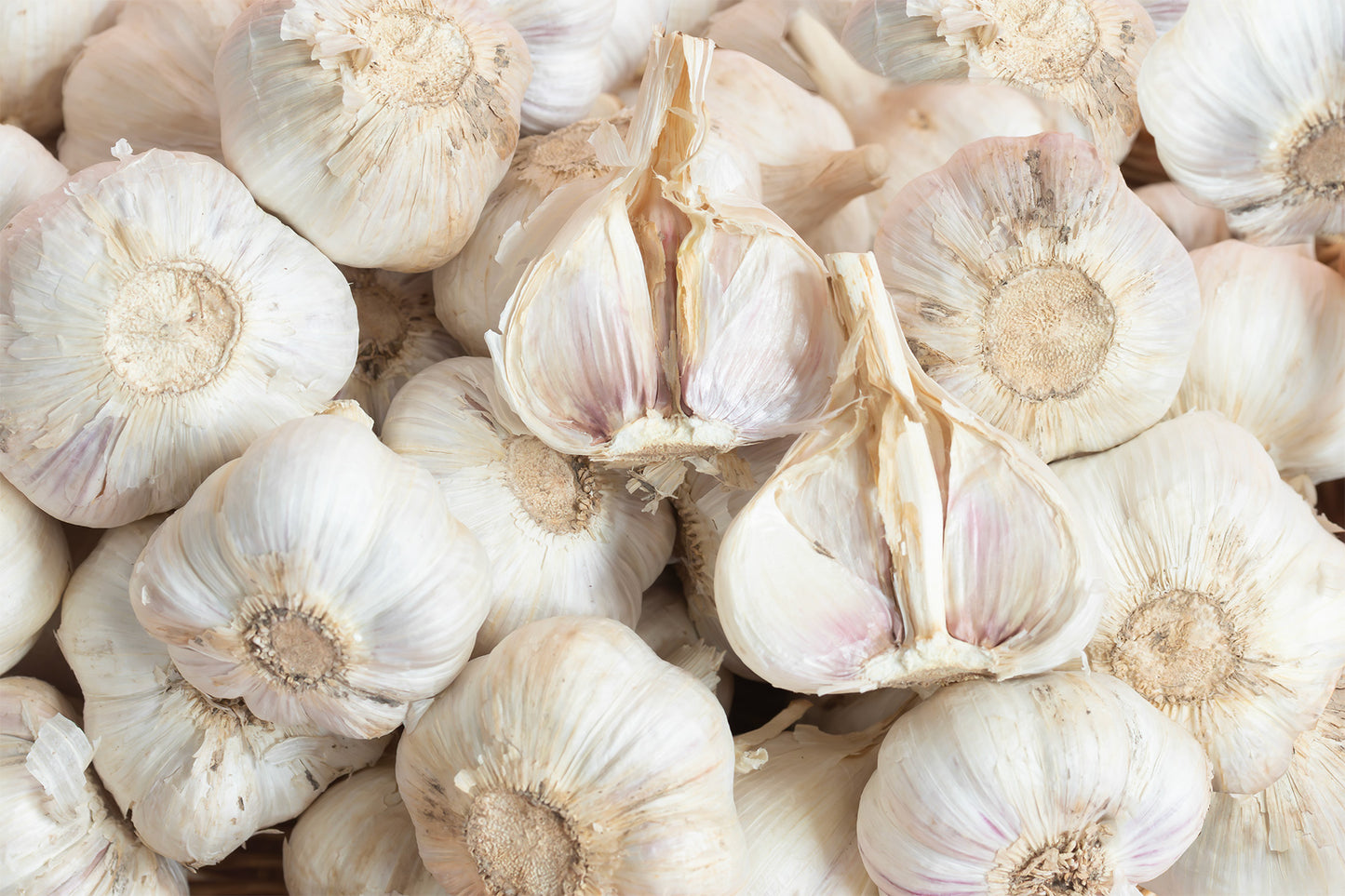 種子用ニンニク 大倉系 (ホール/1kg単位)※今期の販売は終了しました