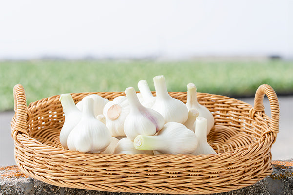 【期間限定・送料無料】ほりたて生にんにく(冷蔵便)※今期の販売は終了しました