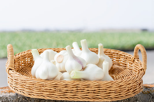 【期間限定・送料無料】ほりたて生にんにく(冷蔵便)※今期の販売は終了しました