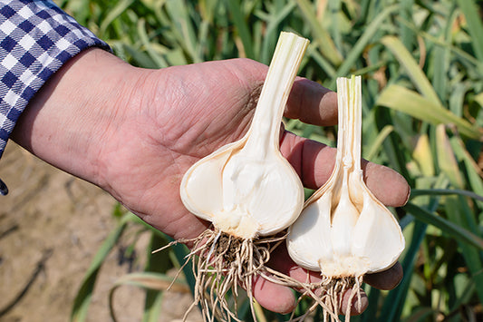 【期間限定・送料無料】ほりたて生にんにく(冷蔵便)※今期の販売は終了しました