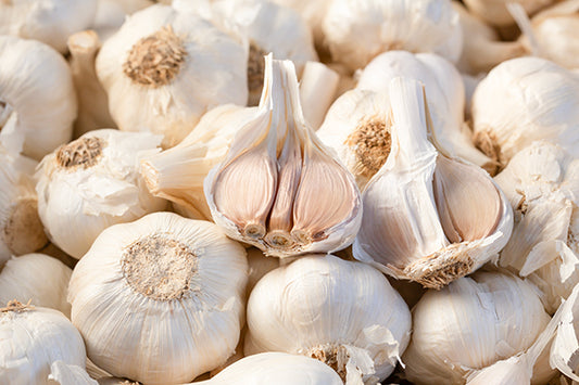 種子用ニンニク 蒼山系 (ホール/10kg単位)※今期の販売は終了しました