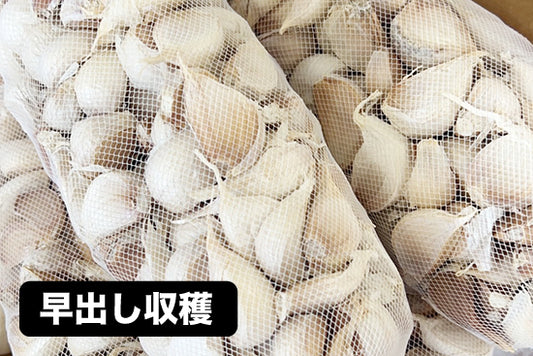 早出し種子用ニンニク 蒼山系冷蔵 (割種子／1kg単位)　※9月中旬頃より順次発送